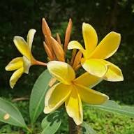 Plumbago Flower Seeds Yellow – Heirloom, Non-GMO, High Germination Organic Garden Seeds for Planting Seeds for Planting