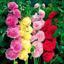 Pink Double Hollyhock Flower Seeds Heirloom Non-GMO High Germination Organic Garden Seeds for Planting