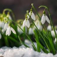 White Snowdrop Flower Seeds Heirloom Non-GMO High Germination Organic Garden Seeds for Planting