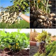 Peanut Plant Seeds Brown Heirloom Non-GMO High Germination Organic Garden Seeds