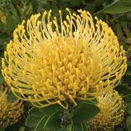Yellow Protea Flower Seeds – Heirloom Non-GMO High Germination Organic Garden Seeds