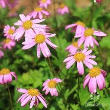 Pink Bidens Erigeron Flower Seeds Heirloom Non-GMO High Germination Organic Garden Seeds for Planting