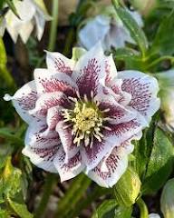 Purple Helleborus Orientalis Flower Seeds Heirloom Non-GMO High Germination Organic Garden Seeds for Planting