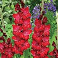 Red Gladiolus Flowers Seeds – Heirloom Non-GMO High Germination Organic Garden Seeds for Planting
