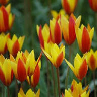 Yellow Red Tulipa Clusiana Flower Seeds Heirloom Non-GMO High Germination Organic Garden Seeds