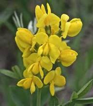 Yellow Thermopsis Flower Seeds Heirloom Non-GMO High Germination Organic Garden Seeds