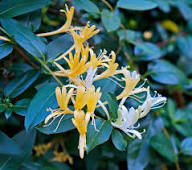 Yellow Honeysuckle Flower Seeds – Heirloom Non-GMO High Germination Organic Garden Seeds