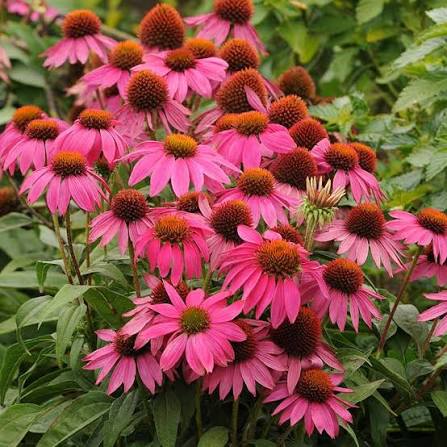 Pow Wow Wild Berry Echinacea Flower Seeds for Planting – Heirloom, Non-GMO Garden Seeds