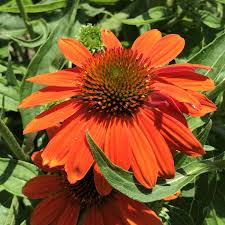 Orange Echinacea flower seeds for planting, heirloom non-GMO garden seeds growing bright orange coneflowers naturally in home gardens