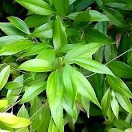 Bay Laurel Seeds for Planting – Heirloom Non-GMO High Germination Organic Garden Seeds