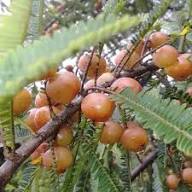 Poorman Red Gooseberry Tree Seeds for Planting – Heirloom, Non-GMO, High Germination Organic Garden Seeds