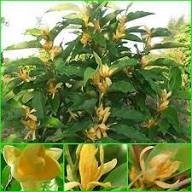 Yellow Champaca Flower Seeds – Heirloom, Non-GMO, High Germination Organic Garden Seeds