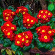 Primula Flower Seeds Red Yellow for Planting – Heirloom Non-GMO High Germination Organic Garden Seeds