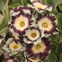 Primula Auricula Flower Seeds Green Purple Heirloom Non-GMO High Germination Organic Garden Seeds for Planting