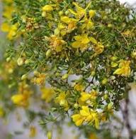 Yellow Larrea Tridentata Flower Seeds – Heirloom Non-GMO High Germination Organic Seeds