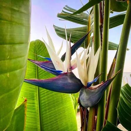 Strelitzia Nicolai Bird of Paradise flower seeds for planting, heirloom non-GMO garden seeds to grow tropical flowers at home naturally