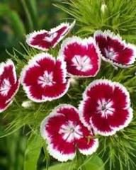 Purple Dianthus Flower Seeds – Heirloom, Non-GMO, High Germination Organic Garden Seeds for Planting