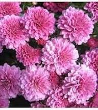 Chrysanthemum Flower Seeds Pink – Heirloom Non-GMO High Germination Seeds