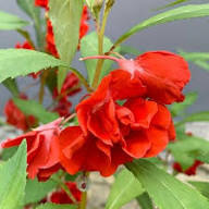 Balsamine Flower Seeds Pink Heirloom Non-GMO High Germination Organic Garden Seeds for Planting