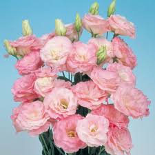 Lisianthus Flower Seeds Pink Heirloom Non-GMO High Germination Seeds for Planting Organic Garden Seeds