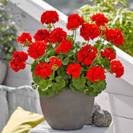 Red Bonsai Geranium Flowers Seeds – Heirloom, Non-GMO, High Germination Organic Garden Seeds for Planting
