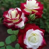 White Red Rose Flower Seeds for Planting – Heirloom Non-GMO High Germination Organic Garden Seeds