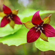 Marron Trillium Flower Seeds Heirloom Non-GMO High Germination Organic Garden Seeds for Planting