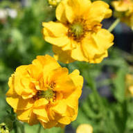 Yellow Stratheden Flower Seeds Heirloom Non-GMO High Germination Organic Garden Seeds