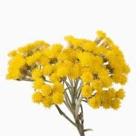Yellow Immortelle Flower Seeds – Heirloom Non-GMO High Germination Organic Garden Seeds