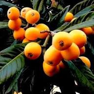 Loquat Seeds Orange Heirloom Non-GMO High Germination Organic Garden Seeds for Planting
