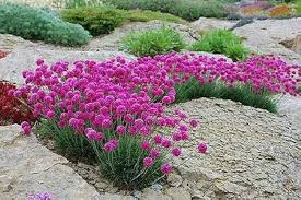 Pink Armeria Flower Seeds Heirloom Non-GMO High Germination Organic Garden Seeds for Planting