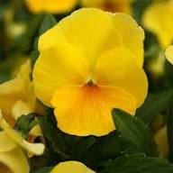 Semillas de flores de ranúnculo doble amarillo Rococo – Semillas orgánicas sin OGM de alta germinación reliquia