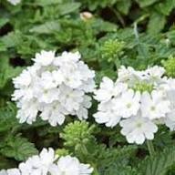 Semillas de verbena de flor blanca perenne – Semillas de jardín orgánicas de alta germinación, no transgénicas, de reliquia
