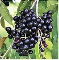 Black Muscadine Seeds Heirloom Non-GMO High Germination Organic Garden Seeds for Planting