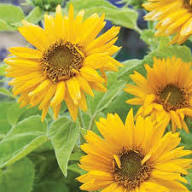 Yellow Terracotta Sunflower Flower Seeds Heirloom Non-GMO High Germination Organic Garden Seeds
