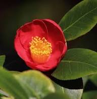 Semillas de flor de camelia roja y amarilla – de herencia, sin OMG, de alta germinación