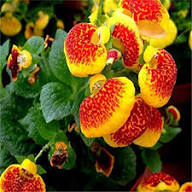 Calceolaria Flower Seeds Red Yellow – Heirloom Non-GMO High Germination Organic Garden Seeds
