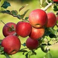 Japanese Fuji Apple Fruit Seeds for Planting Heirloom Non-GMO High Germination Organic Garden Seeds