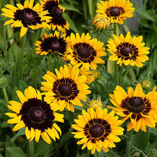 Rudbeckia Hirta Pawnee Spirit Coneflower heirloom non-GMO garden seeds for planting growing naturally in a sunny home flower garden