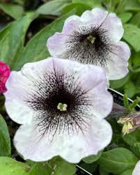 White Black Petunia Flower Seeds for Planting Heirloom Non-GMO High Germination Organic Garden Seeds