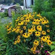 Rudbeckia Flower Seeds Perennial for Planting – Heirloom, Non-GMO, High Germination Organic Garden Seeds