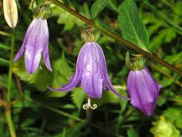 Purple Campanula Flower Seeds for Planting – Heirloom Non-GMO High Germination Organic Garden Seeds Seeds for Planting