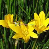 Yellow Zephyranthes Flower Seeds – Heirloom Non-GMO High Germination Organic Garden Seeds