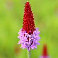 Red Pink Orchid Primrose Flower Seeds for Planting (Heirloom, Non-GMO) High Germination Organic Garden Seeds
