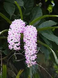 Rhynchostylis Flower Seeds for Planting – Heirloom Non-GMO High Germination Organic Garden Seeds