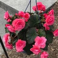 Semillas de flor de begonia rosa – Herencia, no transgénicas, alta germinación, semillas orgánicas para plantar