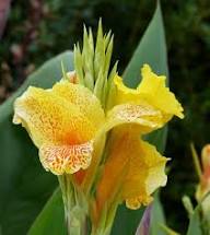 Yellow Orange Canna Flower Seeds – Heirloom, Non-GMO, High Germination Organic Seeds