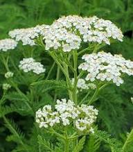 Semillas de Achillea Ballerina Púrpura – Herencia, No OGM, Semillas de Jardín Orgánicas de Alta Germinación para Sembrar