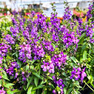 Purple Angelonia Flower Seeds Heirloom Non-GMO High Germination Organic Garden Seeds for Planting