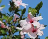 Pink White Hibiscus Flower Seeds Heirloom Non-GMO High Germination Organic Garden Seeds for Planting